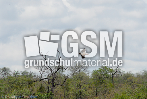 Marabu (31 von 33).jpg